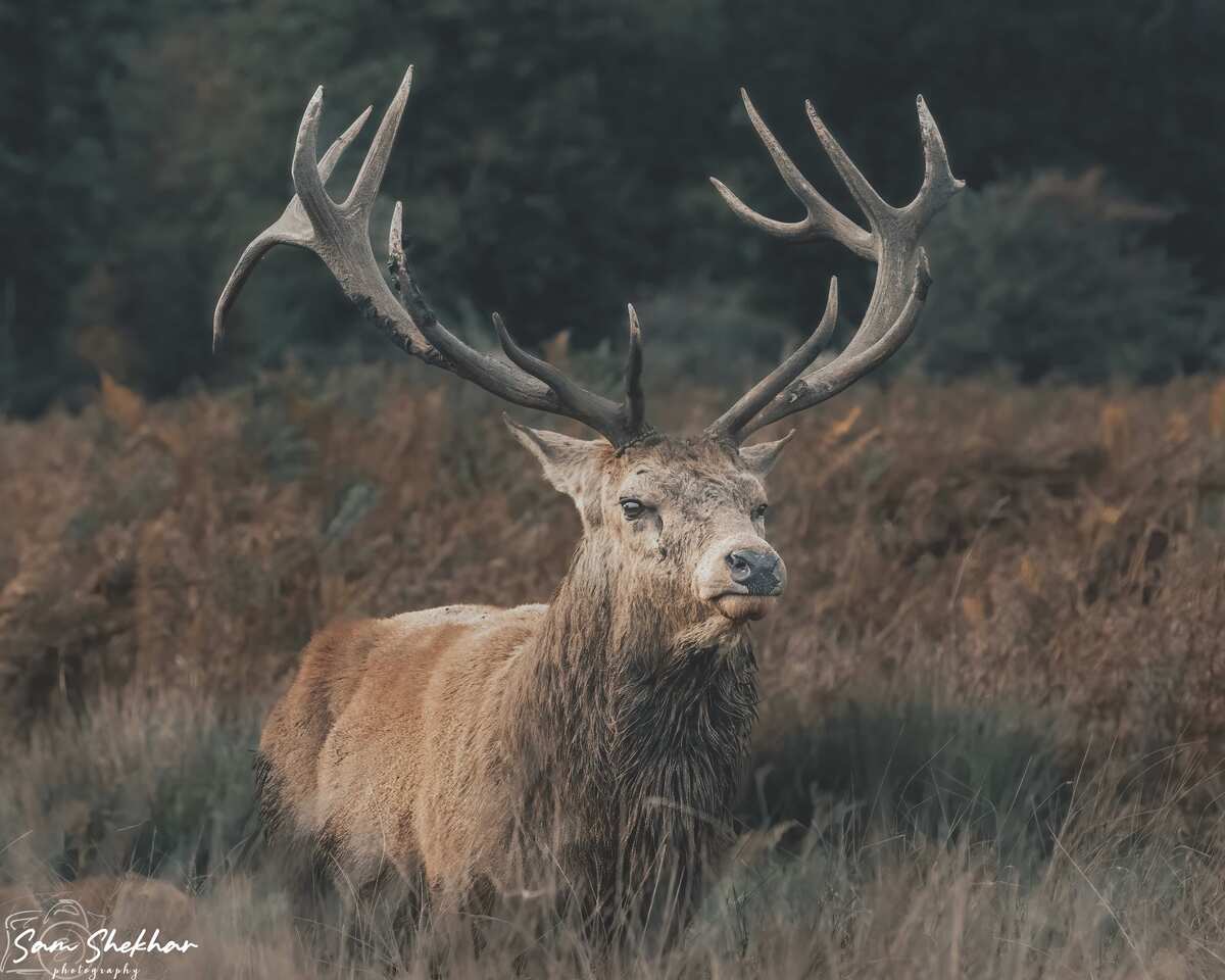 Red Deer